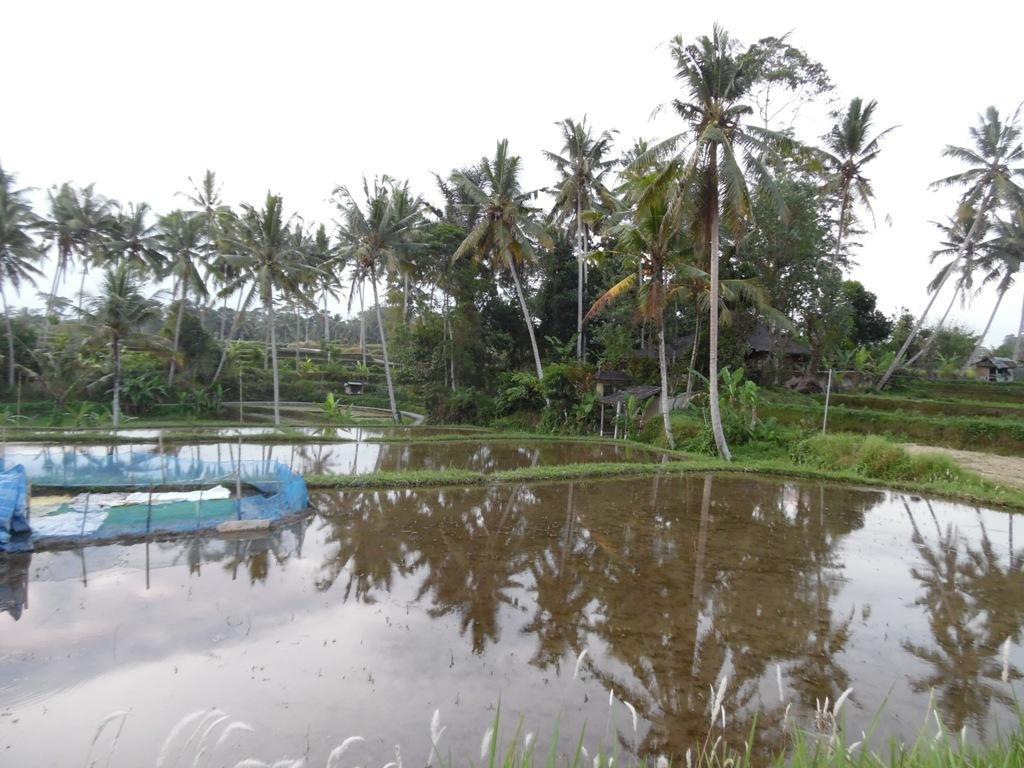 Mesari Hotel Ubud Экстерьер фото